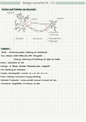 Nervenzelle: Aufbau, Funktion und Synapsen erklärt