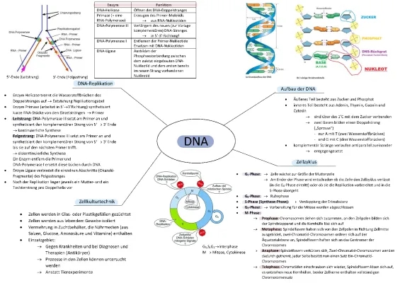 DNA-Replikation und Zellzyklus - Einfach erklärt für Kids!