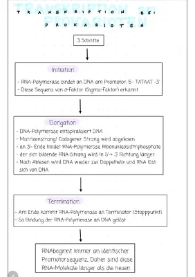 Einfacher Transkription Ablauf: Von Initiation bis Termination