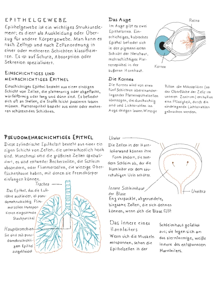 Epithelgewebe einfach erklärt: Einschichtiges, Mehrschichtiges und Hochprismatisches Epithel