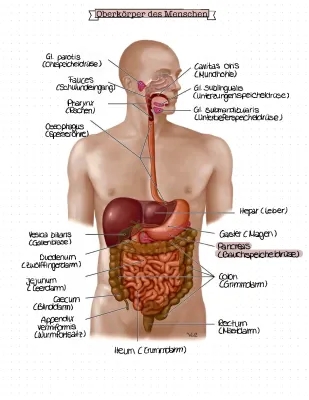 Anatomie des Oberkörpers: Welche Organe liegen im menschlichen Körper?