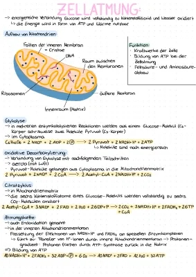 Alle Infos zur Zellatmung und Mitochondrien für Kinder