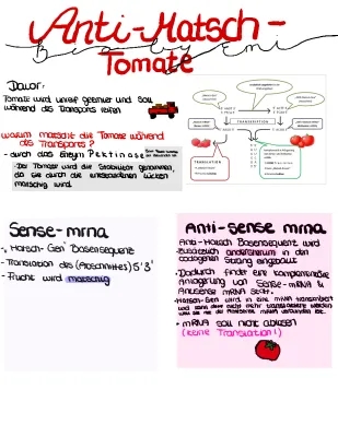 All About Anti-Matsch Tomatoes: How They Work and Their Benefits