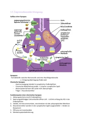 Synapse Aufbau und Funktion - Chemische & Elektrische Synapsen Erklärt