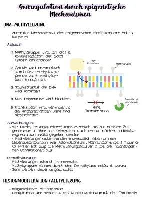 Genregulation bei Eukaryoten und Prokaryoten: Einfach erklärt | Genetik Arbeitsblatt