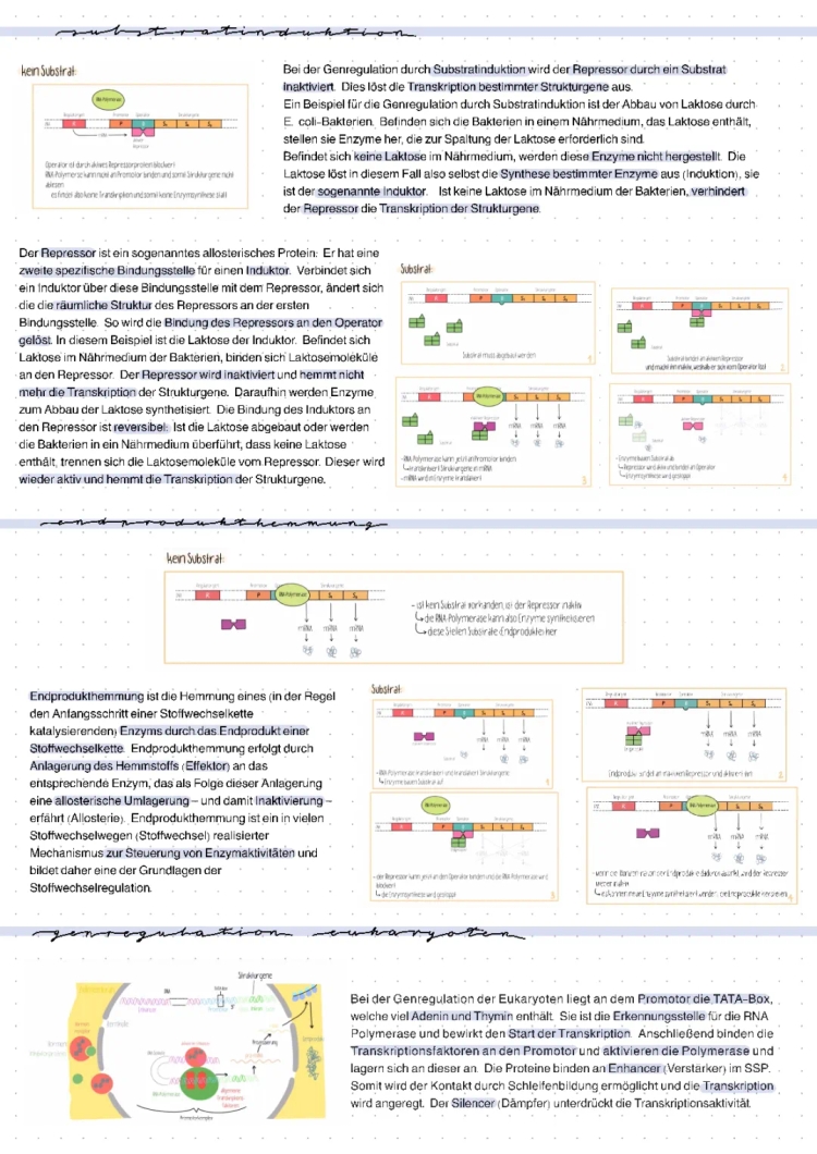 Genregulation bei Eukaryoten und Prokaryoten: Substratinduktion, Endprodukthemmung und mehr