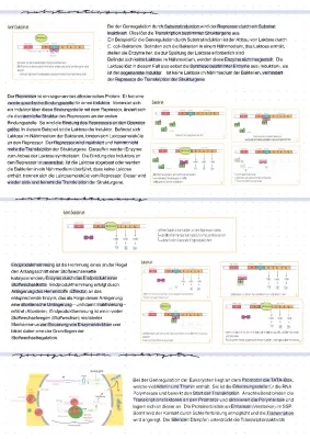 Substratinduktion Endprodukthemmung Genregulation von Eukaryoten