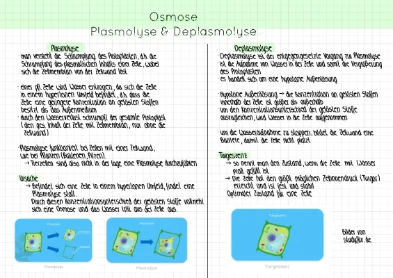 Plasmolyse und Deplasmolyse einfach erklärt: Zwiebel, Beispiele & Zeichnungen