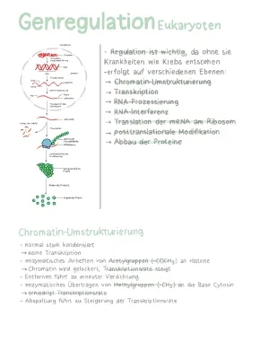 Genregulation et Transkriptionsfaktoren chez les Eukaryoten