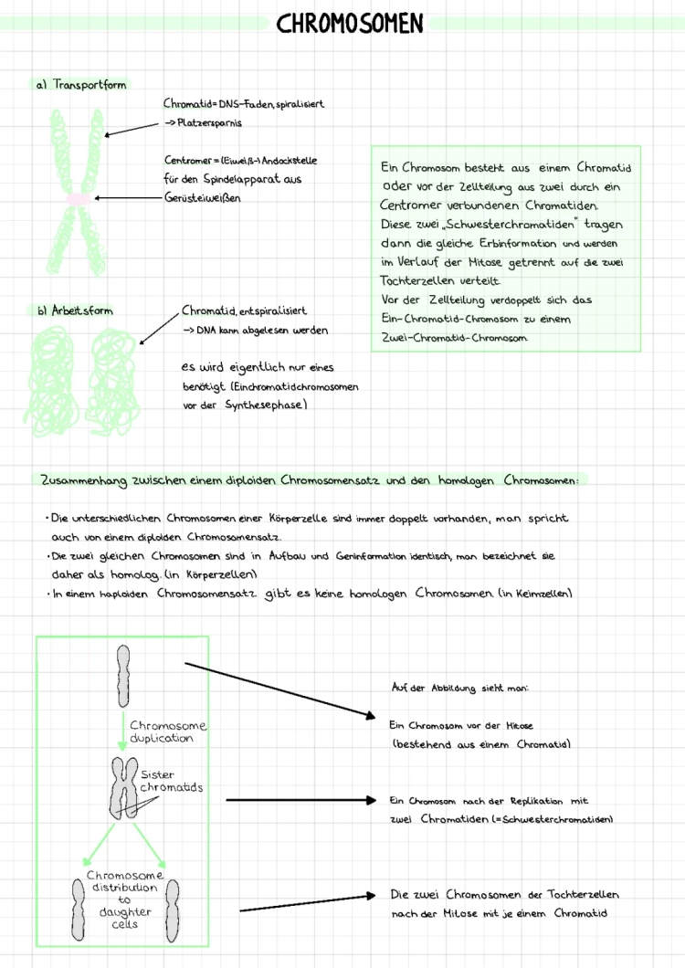 Chromosomes Explained: How Many, Their Function, and Structure