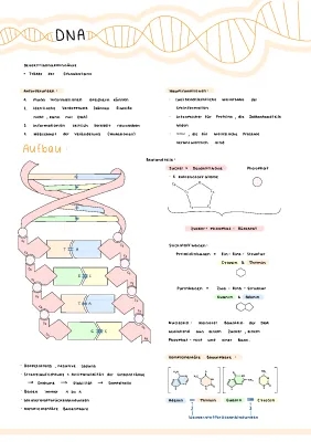 DNA and RNA: Simple Explanation & Functions