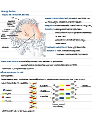 Zellkern & Genetik einfach erklärt: Aufbau, Funktion und Phasen