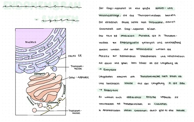 Golgi-Apparat und ER: Aufbau, Funktionen und mehr