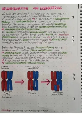 Einfach erklärt: Neukombination in der Biologie und ihre Beispiele