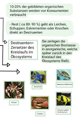 Trophieebenen und Destruenten im Korallenriff - Einfache Erklärungen