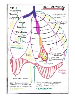 All About How We Breathe: From Humans to Insects - Simple Guide