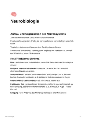 Neurobiologie einfach erklärt: Nervensystem und mehr!