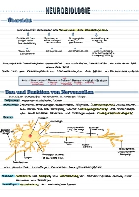 Neurobiologie Abitur 2022: Peripheres Nervensystem und Myelinscheide einfach erklärt