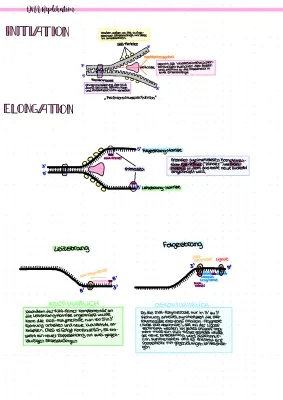 DNA-Replikation Ablauf und Enzyme - Übersicht für Kinder