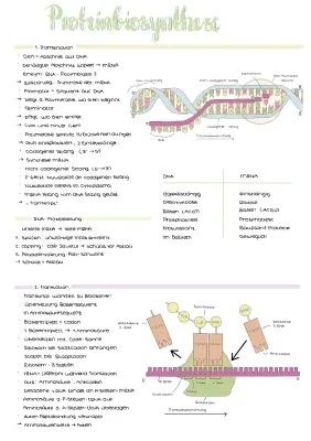 How Proteinbiosynthesis Works: Easy Steps for Kids