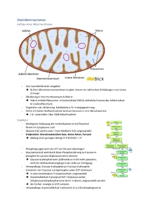 Zellatmung einfach erklärt - Glykolyse, Citratzyklus und mehr