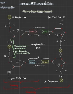 Aufbau der DNA einfach erklärt: DNA-Doppelhelix, Watson-Crick Modell & mehr