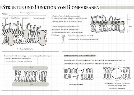 Alles über Biomembranen: Aufbau, Funktion und mehr!