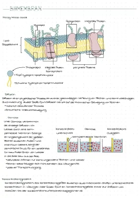 Diffusion und Osmose einfach erklärt: Beispiele und Unterschiede für Kinder