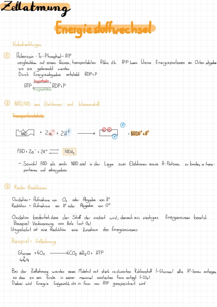 Zellatmung & Fotosynthese 