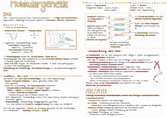 Molekulargenetik einfach erklärt: DNA, Proteinbiosynthese und Genregulation