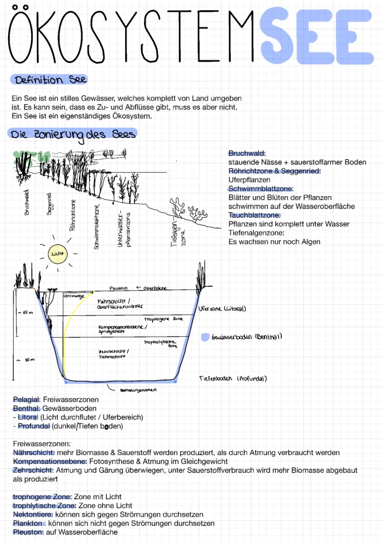 Ökosystem See einfach erklärt - Unterrichtsmaterial, PDF, Präsentation, Aufbau & mehr