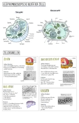 Die Zelle: Aufbau, Organellen und ihre Funktionen in Tabellen