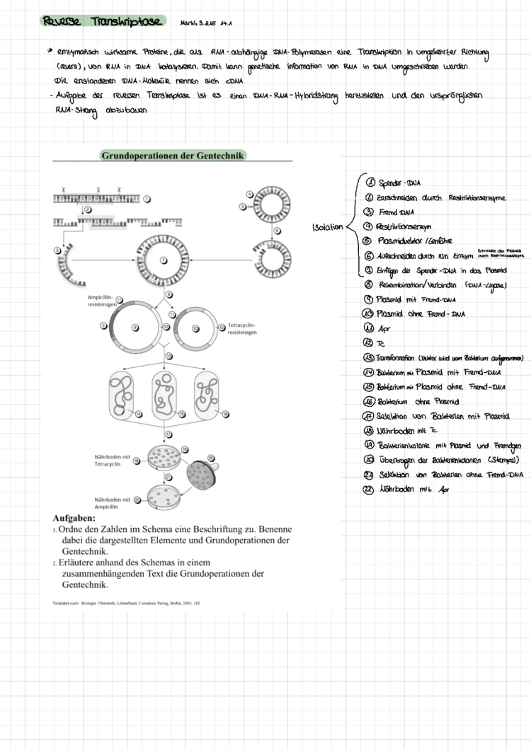 Grundoperationen der Gentechnik Arbeitsblatt - Einfach erklärt!