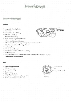 Unterschiede zwischen Prokaryoten und Eukaryoten - Einfach erklärt