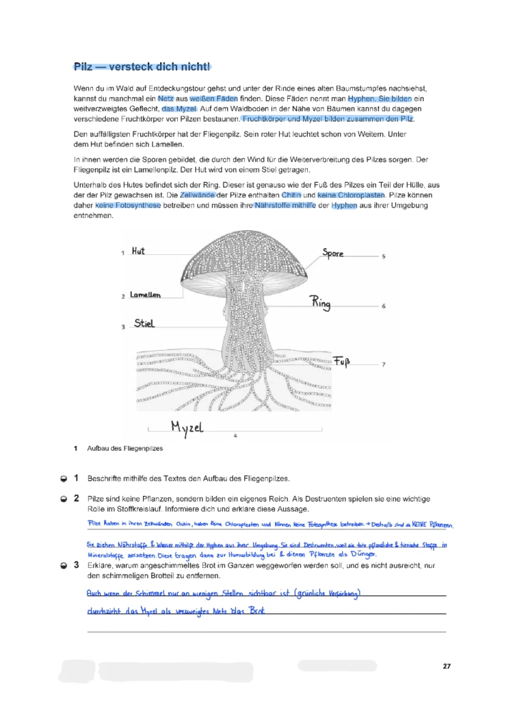 Ökologie Arbeitsblatt mit Lösungen - Warum heißt ein Fliegenpilz Fliegenpilz?