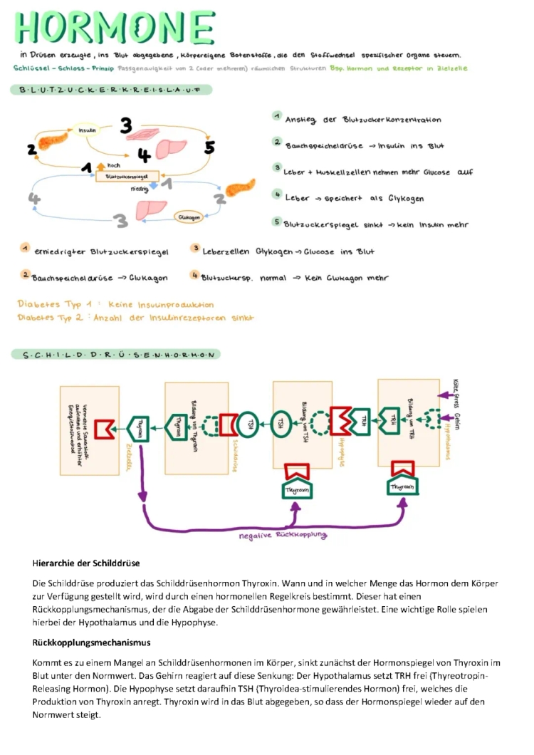 Regelkreis Hormone: Lavoro sulle Ormoni e la Tiroide