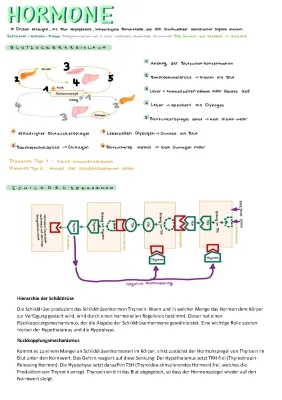 Regelkreis Hormone: Lavoro sulle Ormoni e la Tiroide