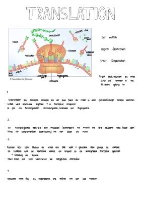 Proteinbiosynthese einfach erklärt: Der Ablauf und wofür sie wichtig ist