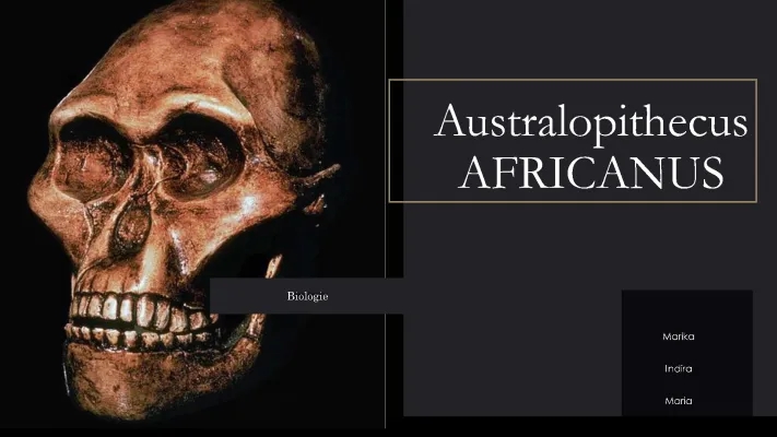 Australopithecus Africanus: Tools, Diet, and Appearance