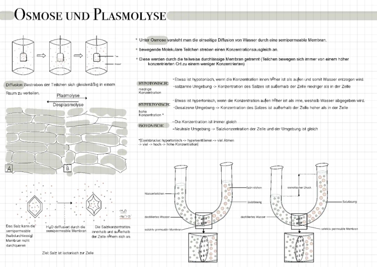 Osmosis and Plasmolysis Explained: Easy Guide for Kids