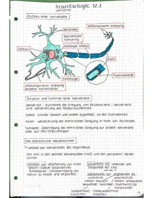 Neurobiologie einfach erklärt: Nervenzelle Aufbau und Funktion, Ruhepotential & Synapsengifte