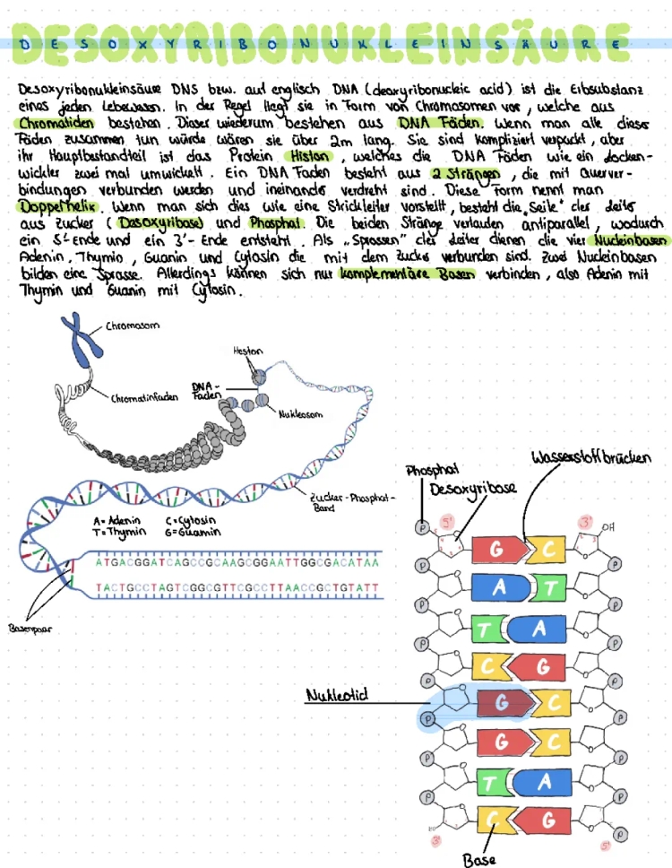 Aufbau der DNA einfach erklärt: DNA, Chromosomen und Doppelhelix für Kinder