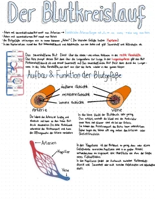 Blutgefäße Aufbau und Unterschied von Arterien und Venen