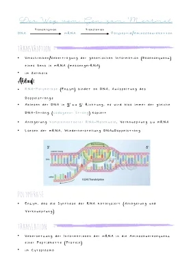 Proteinbiosynthese: Transkription und Translation einfach erklärt