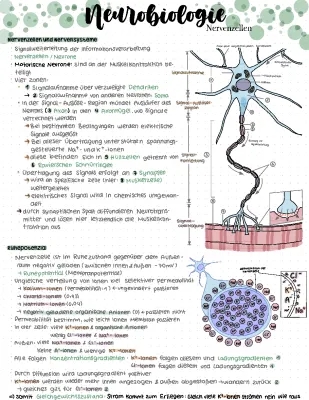 Biologie Lernzettel Abitur 2024 PDF - Zusammenfassung und Aufgaben