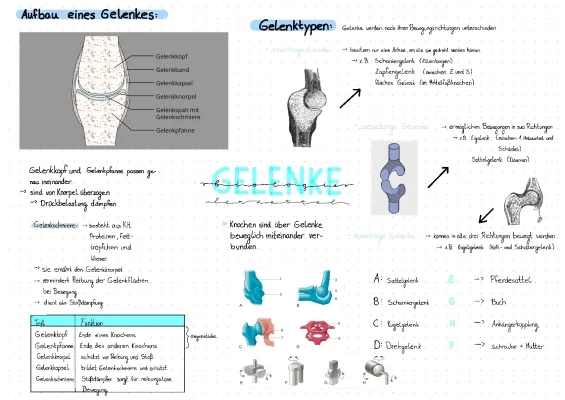 Aufbau eines Gelenks einfach erklärt 🦿 | Gelenkarten, Gelenktypen und Funktionen für die 5. Klasse