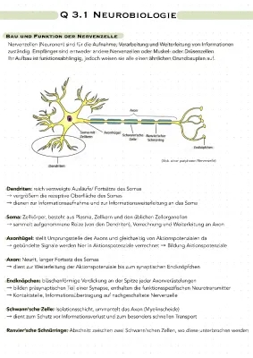 Neurobiologie Lernzettel PDF: Nervenzelle, Ruhepotential, Aktionspotential - Einfach Erklärt