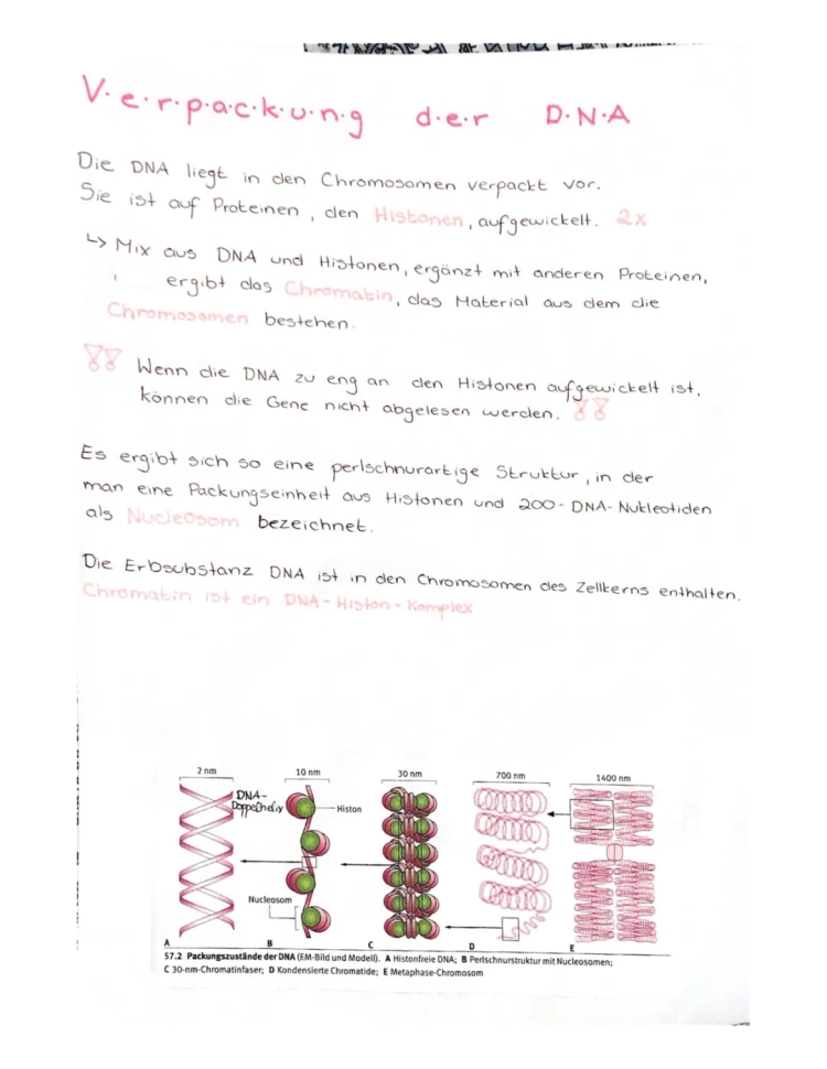 Die Verpackung der DNA: Arbeitsblatt und Beschriftung