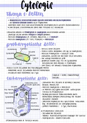 Unterschied Prokaryoten und Eukaryoten - Beispiele, Gemeinsamkeiten, und Tabellen