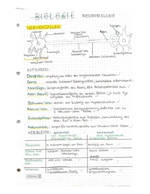 Nervenzelle Aufbau: Alles über Axon, Dendriten und mehr!